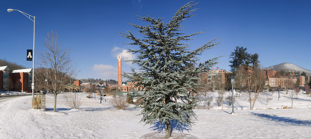 tree in snow